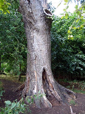 The Poem Tree